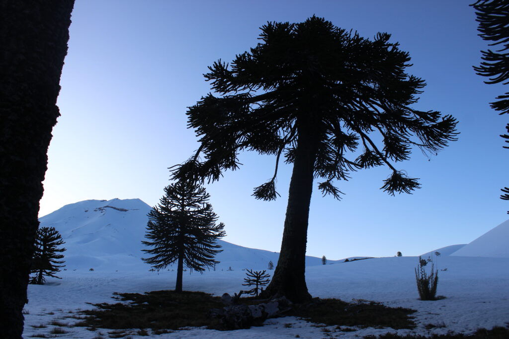 Araucaria tree on the Lonquimay Volcano in Chile